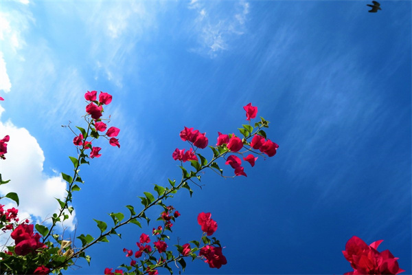 冬天什么綠植好養活(冬天什么綠植好養活又好看)