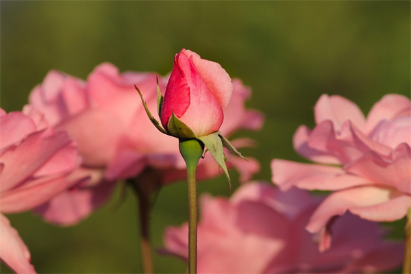 玫瑰花托怎么鉤(玫瑰花花托怎么鉤)