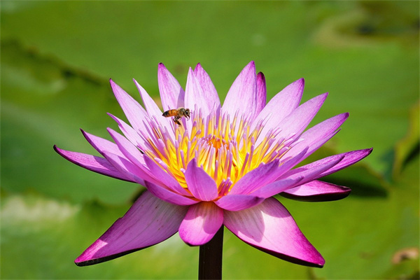 牽牛花像什么東西(牽牛花像什么補充句子)