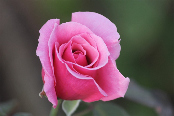 野生玫瑰花(野生玫瑰花可以吃嗎)