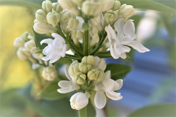 玫瑰花和決明子泡水的功效(玫瑰花和決明子泡水的功效與禁忌)