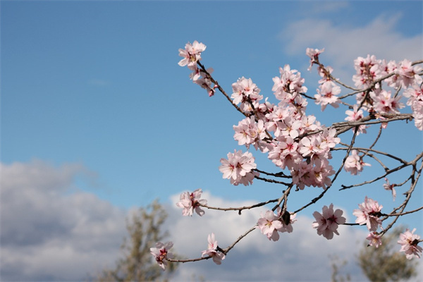 小玫瑰花怎么折(小玫瑰花怎么折簡單又漂亮)