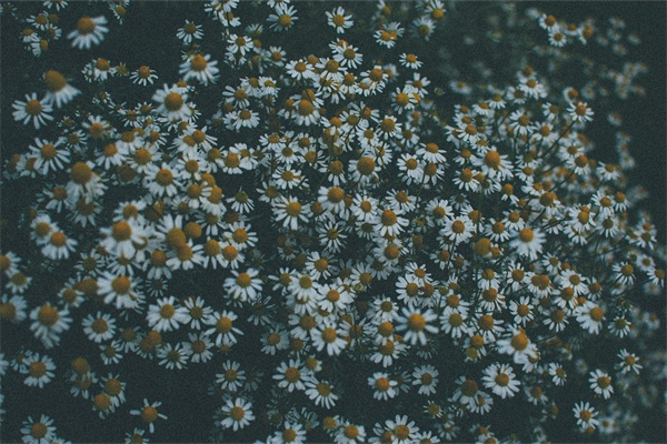 9月至11月的花有什么(9-11月開花的植物)