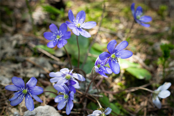 鮮花如何養(yǎng)得時間長(鮮花怎么養(yǎng)花期更長)