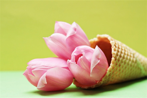 象征友誼的鮮花(象征友誼鮮花是什么花)