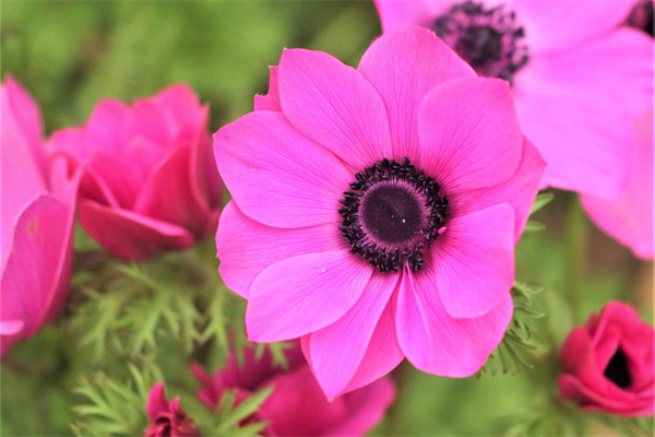 玫瑰花的植物特征是什么(玫瑰花的其他特征是什么)