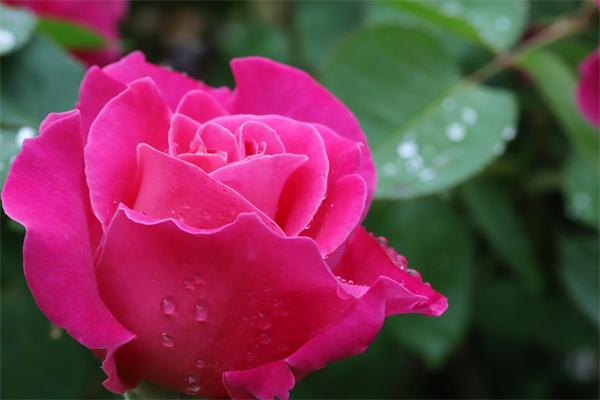 月經能喝玫瑰花(月經能喝玫瑰花枸杞茶嗎)