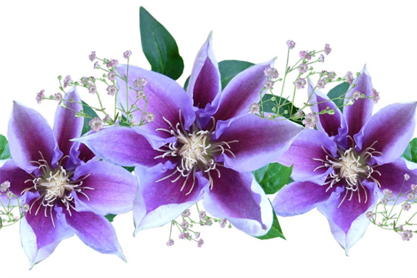 合歡花語是什么意思(淺談合歡花的寓意)