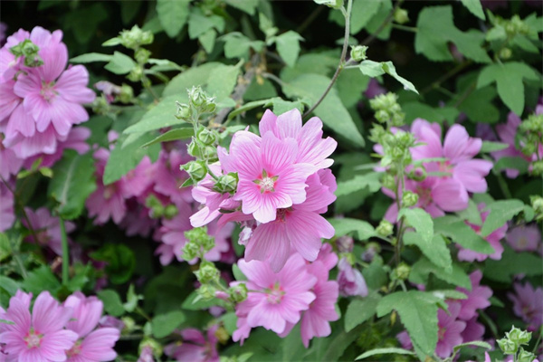 荻花的花語(yǔ)(荻花的花語(yǔ)圖片)