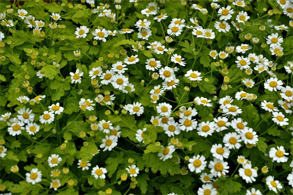 曼陀羅花藥性(曼陀羅花藥性歸經(jīng)功效應(yīng)用)