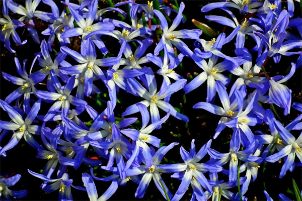 茶花的花語是什么（茶花寓意及代表意義）