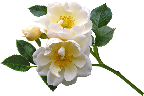 耐寒花卉室外四季開花(耐寒耐熱四季開花)