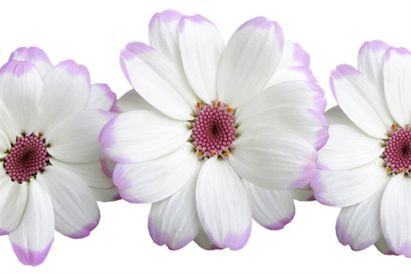 春天種花的詩(shī)句(曬自己養(yǎng)花的句子簡(jiǎn)短)