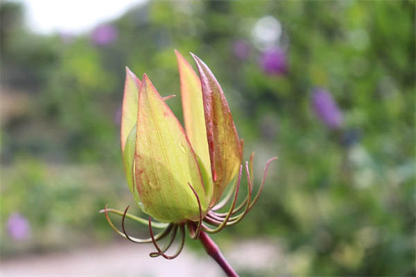 市內預定鮮花(預定鮮花一般用什么app)