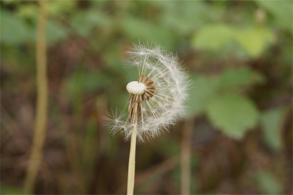 冬天的花有哪些花開（最有代表性的冬季花）