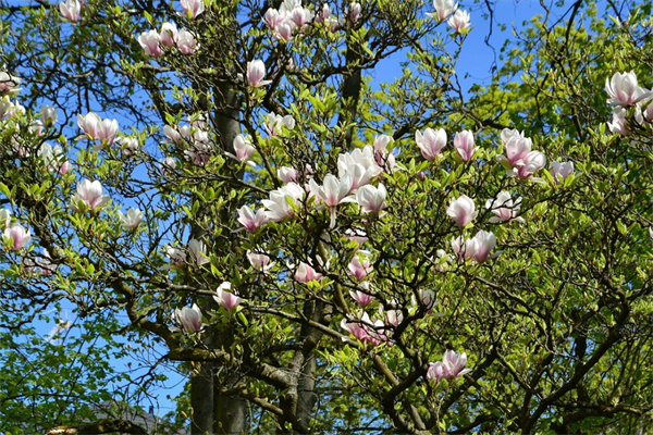 干花真花(干花真花區別)