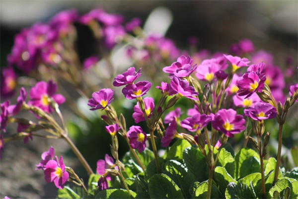 冬季室內植物養護(冬季室內養花要注意什么)