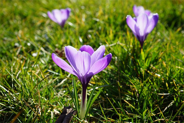 二十四節(jié)氣二十四種花(二十四節(jié)氣花期)