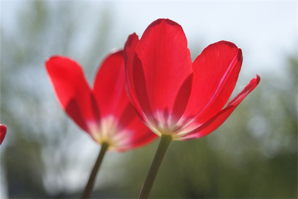 干花花束大束(干花束是什么意思)