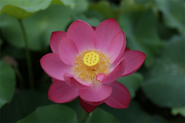 家庭養什么花最好(家庭常見的盆栽花卉介紹)